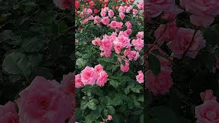 Beautiful garden Roses😍 rosegarden pinkrose roseflowers beautiful shorts [upl. by Allrud951]