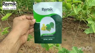 KANTOLA SEEDS PART 2 SPINY GOURD SEEDS PLOT [upl. by Primavera508]