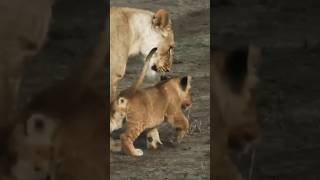 Mother lioness love baby lion cub [upl. by Auqenehs]