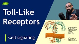 Tolllike receptors  Structure and Function  Types  PRRs Immunity  Basic Science Series [upl. by Asilim]