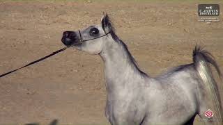 N 82 NADINA LARA Rabab Arabian Horse Championship 2024 Fillies 3 Years Old Section B Class 3B [upl. by Neilson]