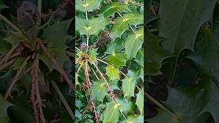 What Does Mahonia Look Like wildfood foraging [upl. by Eade306]