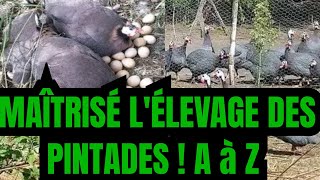 MAÎTRISER L ÉLEVAGE DES PINTADES DE A à Z dans cette vidéo [upl. by Alphonsa]