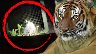 Endangered Tiger Shot After Biting Man Who Stuck Hand in Cage [upl. by Anson]