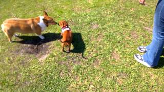 Dachshunds bullying other dogs and having a good time [upl. by Aleb]