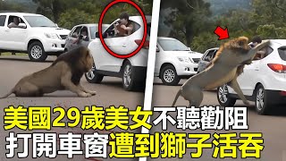 美國29歲權遊女特效師，不聽勸阻“强行”打開車窗，慘遭獅子活吞，場面嚇壞救援人員腦洞大開 世界之最 動物 出類拔萃 动物 災難 美國 top 狮子 [upl. by Siraj]