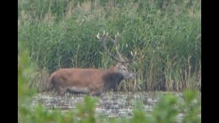 Hirschbrunft 2021 in der Lausitz  es geht los [upl. by Rhodia837]