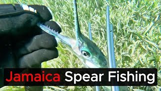 Pole Spear Fishing Jamaica [upl. by Neerom]