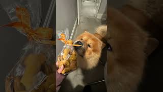 Just a lil nibble chowchow puppy dog pets cutedog doglover kawaii cute funny memes [upl. by Eolanda]