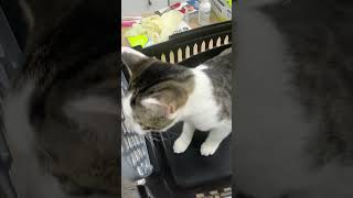 anthelmintic cat catlover animals kitten vetlove petvet cute vet vetlovers [upl. by Stanly]