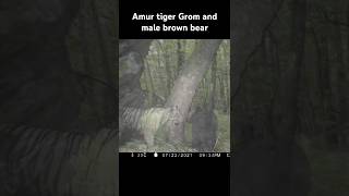 Siberian tiger amp male Ussuri brown bear wildlife ussuribrownbear siberiantiger bear tiger [upl. by Mendive]