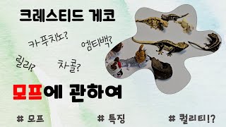 초보자들이 모프를 쉽게 구분하는 방법 간단 정리 입문전에 꼭 보면 좋은 영상 [upl. by Anotyal182]