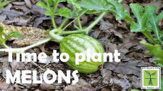 How to plant all types of melon seeds cucumber zucchini pumpkin watermelon rockmelon ANY melon [upl. by Timothee]