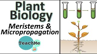 93  Meristems amp Micropropagation  IB Biology  TeachMe [upl. by Annadiane487]