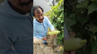 Fresh Lauki amp Bringel Harvesting lauki freshers harvest nature ramgarh home bhatiavilla uk [upl. by Field]