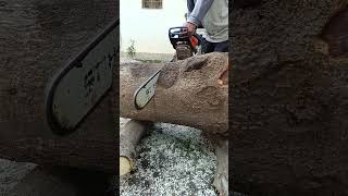 Stihl ms 462 cutting medium wood chainsaw [upl. by Lusty315]