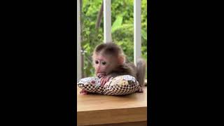 Part 2  Lets enjoy the daily little monkey [upl. by Toombs]