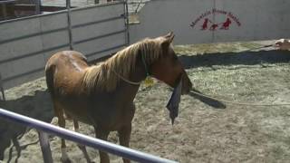 Roping a Mustangs  Day ONE [upl. by Animahs323]