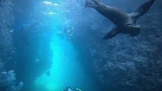 Sea Lions Sea of Cortez [upl. by Karon]