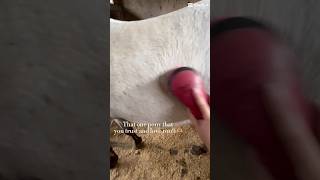 ❤️❤️horse horselover horseriding equestrian youtubeshorts fypシ゚viral shortstrends [upl. by Bandler249]