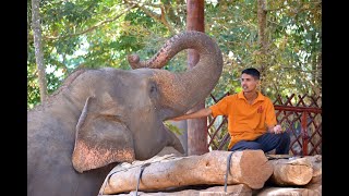 Pinnawala Elephant Orphanage Sri Lanka [upl. by Devol507]