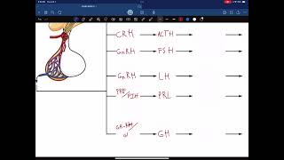 Pituitary Gland Hormones [upl. by Sualakcin913]