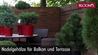 Nadelgehölze für Balkon und Terrasse  BLOOMs Floristik [upl. by Guido]