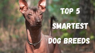 The Top 5 Smartest Dog Breeds In The World relaxyourpetdog [upl. by Lars]