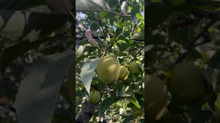 Golden Apple apple goldenapple kashmiriapple [upl. by Nahtaj]