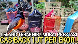 MUMPUNG ADA  MURAI BATU PRESTASI AN BONUS 1JT PER EKOR CAS BACK DI TOKO RBK KEMAYORAN [upl. by Weidner89]