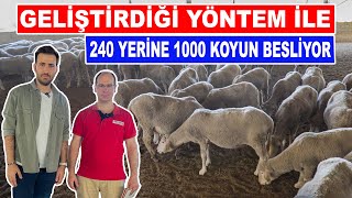 Geliştirdiği yöntem ile 240 yerine 1000 koyun besliyor  Trakya damızlık koyun çiftliği [upl. by Elleynad]