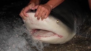 350 lb Bull Shark Land Based Shark Fishing [upl. by Ettelra]