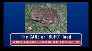 Cane Toads  Capture and Humane Euthanasia of this Invasive Pest [upl. by Burty841]