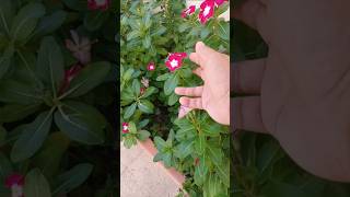 Madagascar periwinkle flowers flower [upl. by Normac]