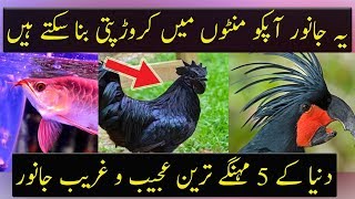 Finding These 5 Animals Can Make You Millionaire Urdu  Hindi [upl. by Nitsa]