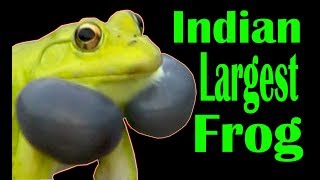 Indian Largest frog Rana tigrina  Indian bullfrog  Tiger frog [upl. by Garrett]