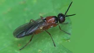 Exploring the Enigmatic World of Rust Flies Psilidae Natures Rustic Aeronauts [upl. by Hamlin288]