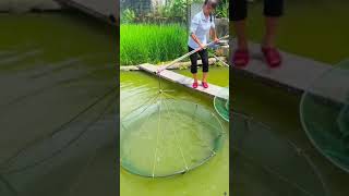 How is my method of catching fish 我的抓鱼方法怎么样 Xiaomei fishingfun fishinglife outdoors fishfood [upl. by Aiselad]