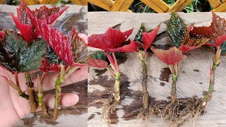 How to grow begonia  begonia gryphon propagation  begonia cuttings [upl. by Rickey464]