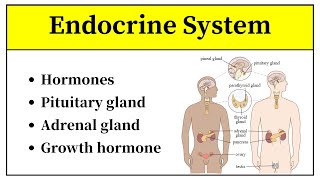 Endocrine System Anatomy And Physiology In Urdu  Types Of Hormones And Their Functions In Hindi [upl. by Noevart117]