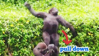 林戈被拉下😆🤣Silverback gorilla family interactionsDjeeco FamilyTayariJabaliIrikiRingo [upl. by Shena132]