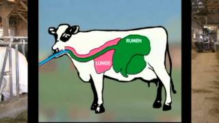 How to Drench a Cow  Six Simple Steps [upl. by Buehler]