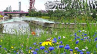 London Olympic Park Flower Meadows [upl. by Yedarb]