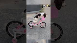 ¿Ya aprendiste a andar en bici Ella sí 😏🐕 [upl. by Ken]