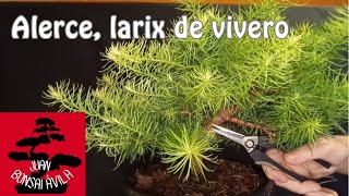 Alerce larix planta de vivero pinzado de verano bonsai [upl. by Orsay577]