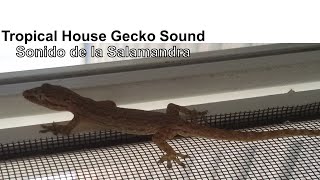 Common House Gecko 🦎 Sound 🔊 Lizards in backyard  Sonidos de la Salamandra común de Australia [upl. by Erkan]