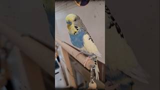 🎞️Parakeet on Film🎞️02 shorts [upl. by Heyde]