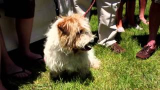 The Great Gisborne Terrier Races [upl. by Kotick183]