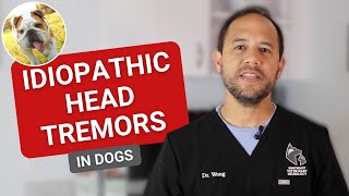 Idiopathic Head Tremors  Why is my dogs head shaking [upl. by Pathe]