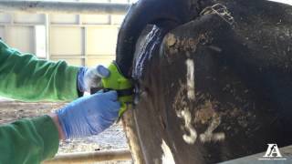 A farmers perspective of the moocall calving sensor [upl. by Hartley]